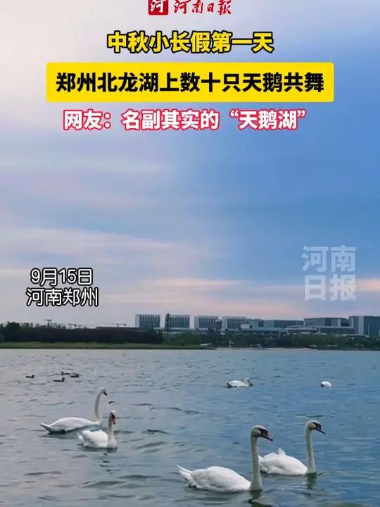 郑州北龙湖成了名副其实的天鹅湖  中秋小长假第一天,郑州市北龙湖西侧的水面上,数十只大天鹅