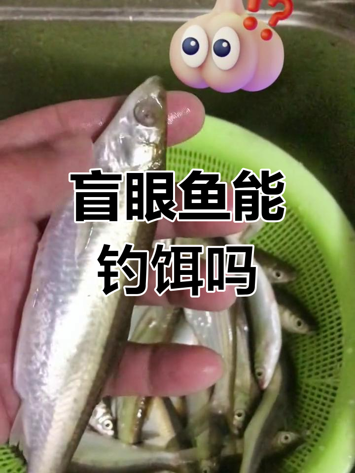 双目失明的鱼也能钓鱼,眼睛到底有多重要?