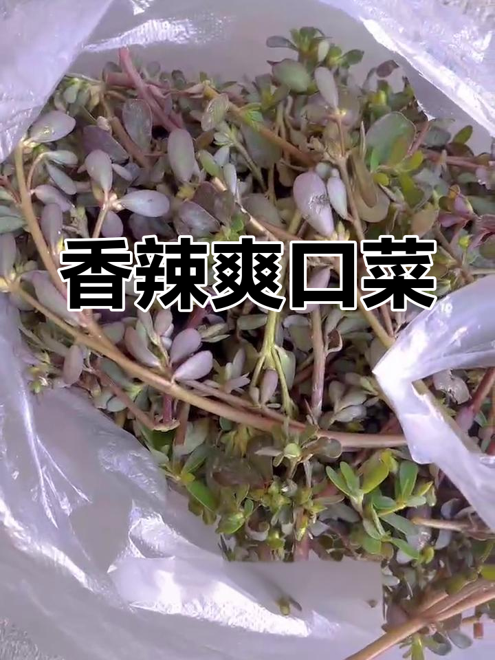家乡美味,炝炒时蔬
