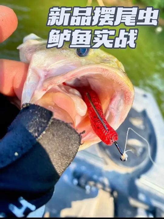 最近迎来的夏季高温时期,鲈鱼很容易闭口避暑,这时需要使用高挑逗性的饵来激发鲈鱼开口觅食,这