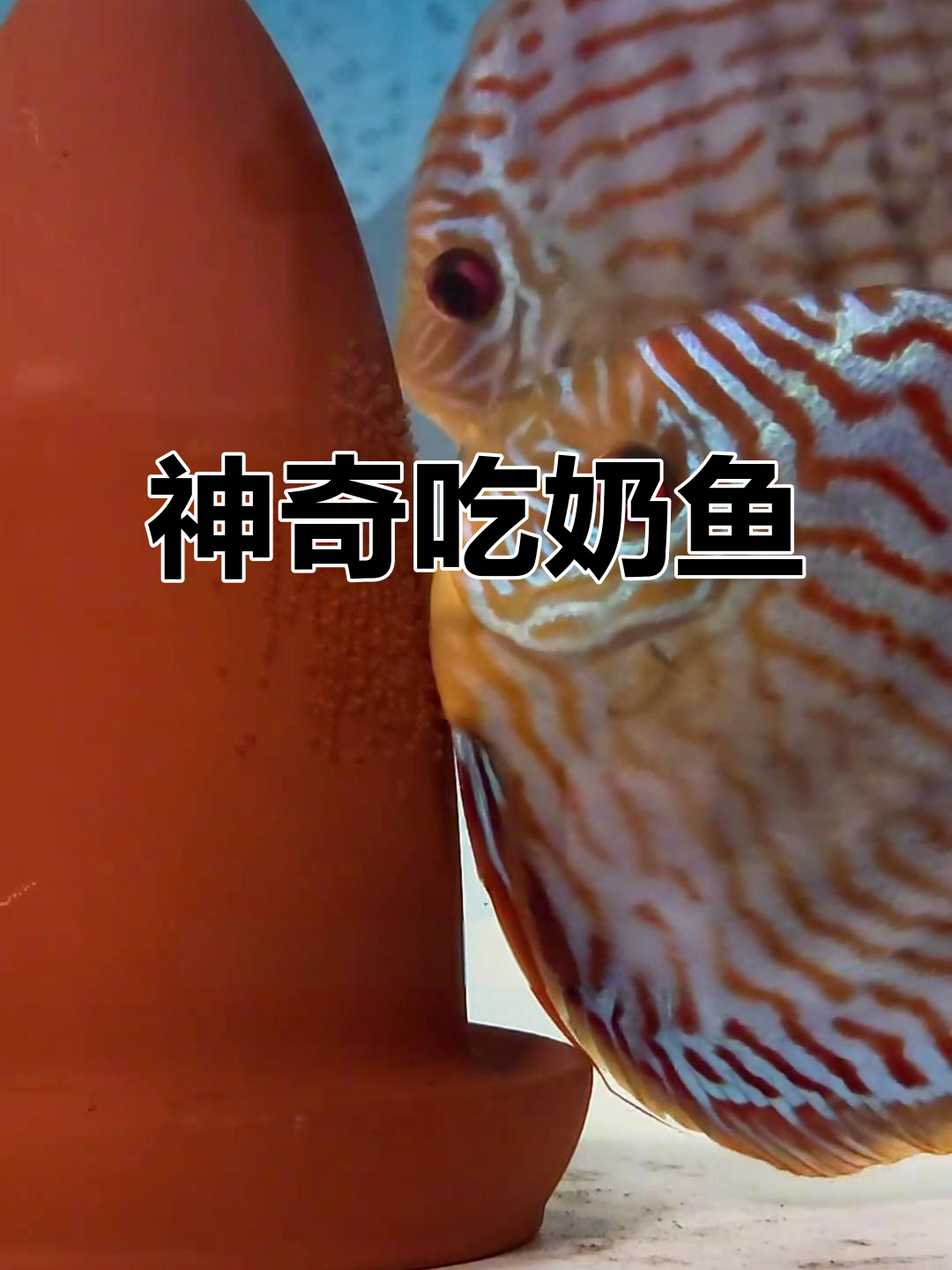 这种鱼靠吸吮大鱼乳汁成长,奇特生态引发无数故事