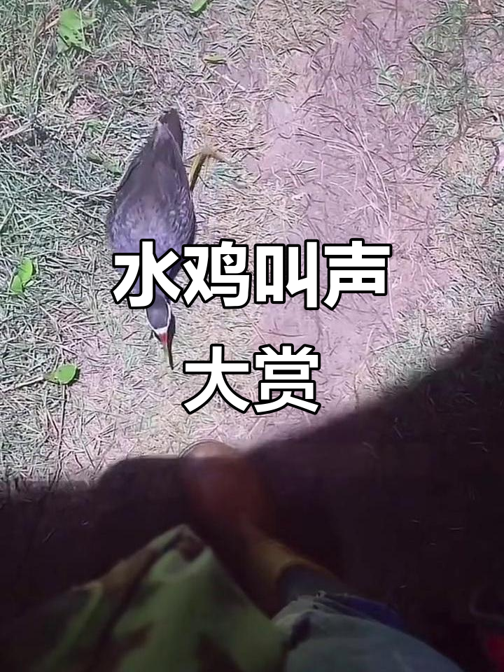 白面水鸡叫声与滚地萌态，超有趣！