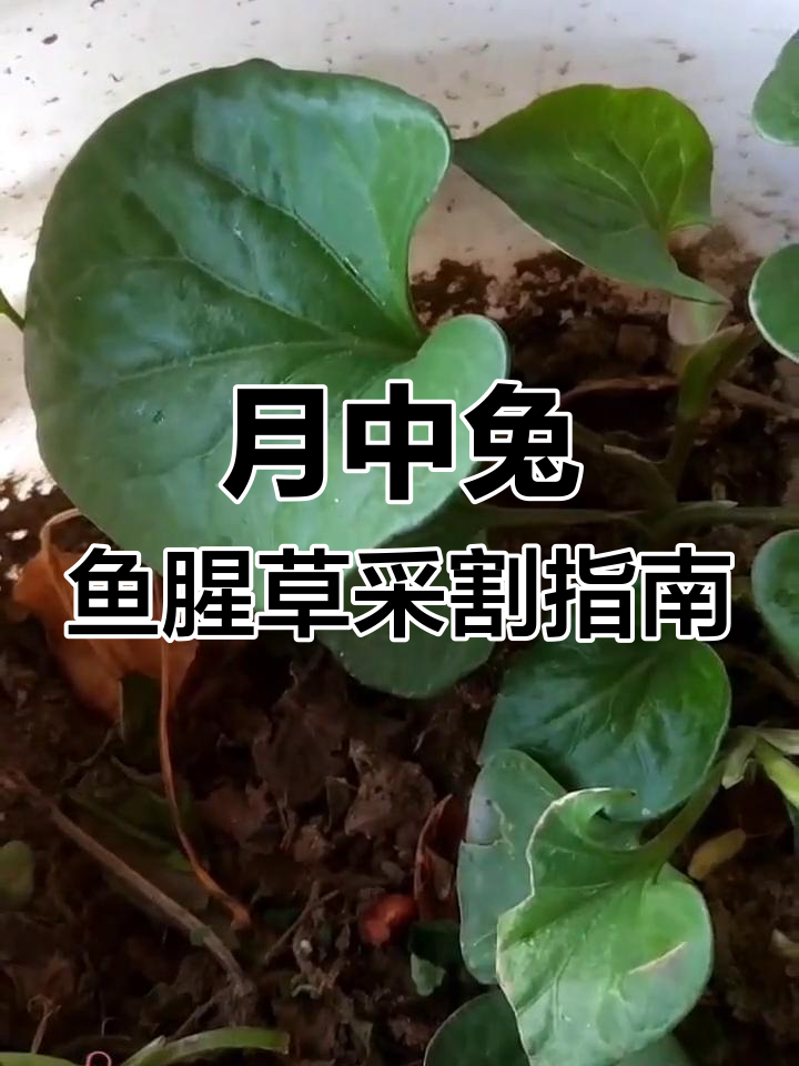 鱼腥草与荠菜的采摘技巧,夏季最佳时机不容错过
