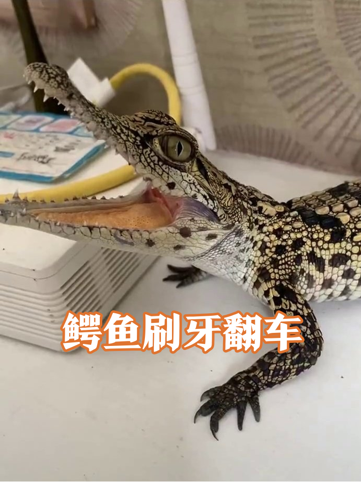 小鳄鱼张嘴等投喂,棉签一伸秒变怂包