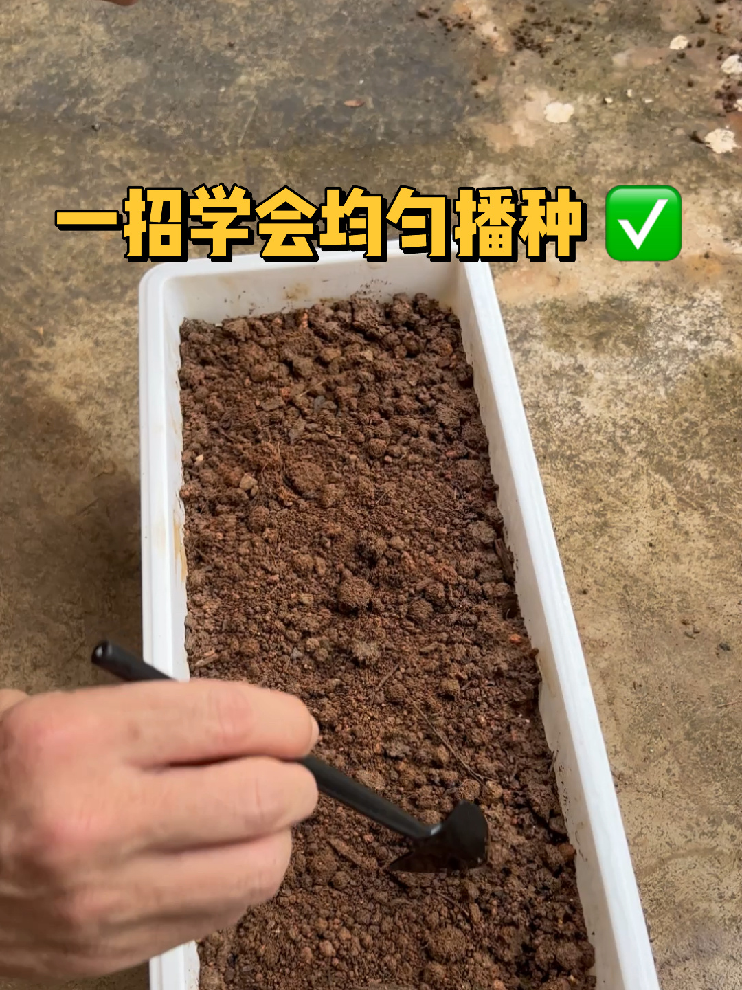 秋播啦!一招学会均匀播种奶油小白菜!
