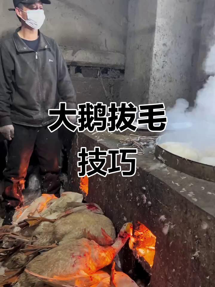 东北大鹅拔毛全过程,师傅手法熟练,轻松搞定!
