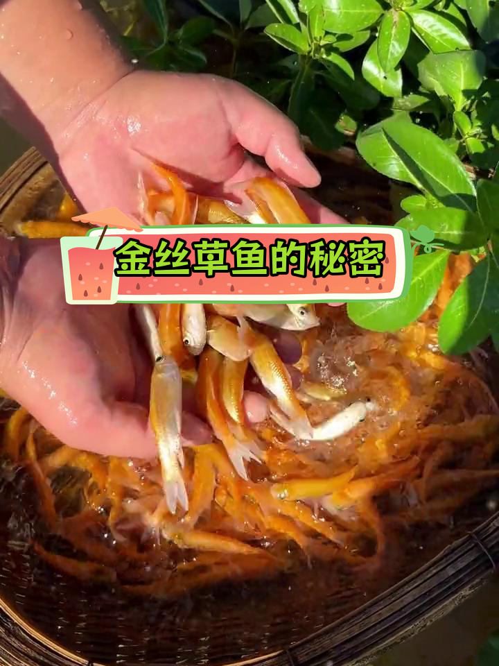 俄罗斯金草鱼:快速生长的新品种