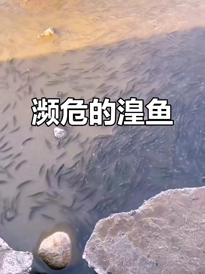 湟鱼:国家二级保护鱼类,野生种群面临威胁