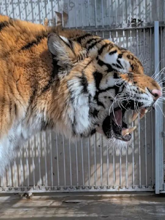 变脸虎,吃肉了!