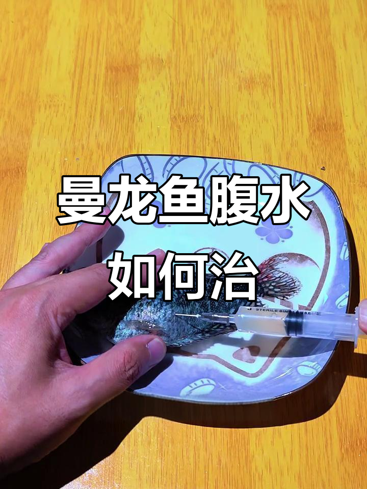 曼龙鱼腹水治疗失败,针管排水效果有限
