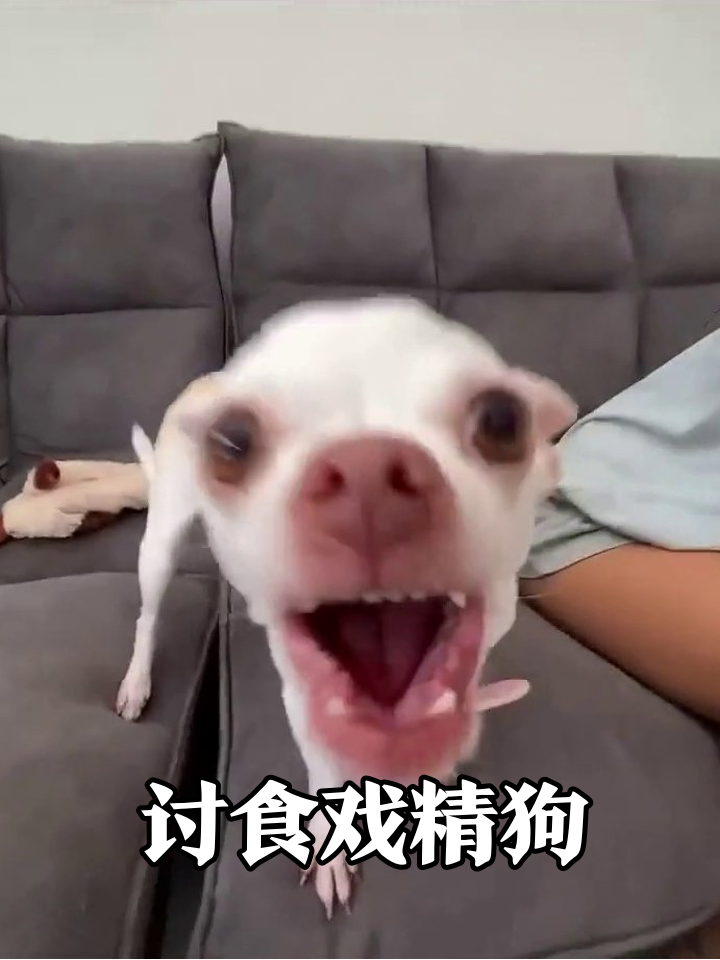 小狗为讨零食疯狂碰瓷，龇牙咧嘴表情笑翻