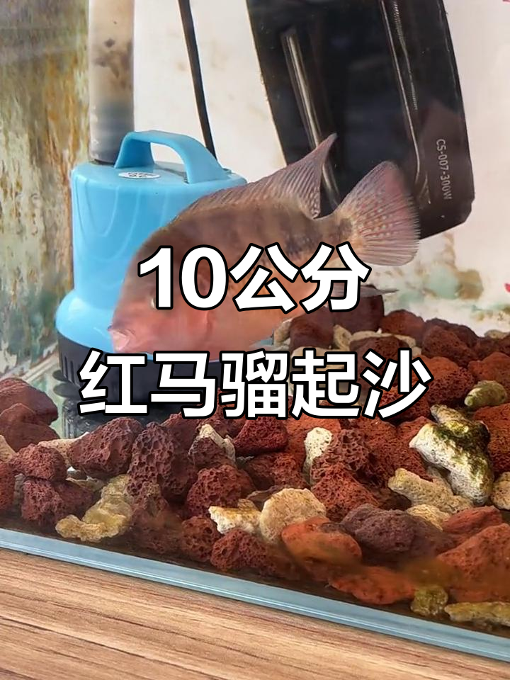 红马罗汉褪沙前后大变样，期待它的蜕变过程