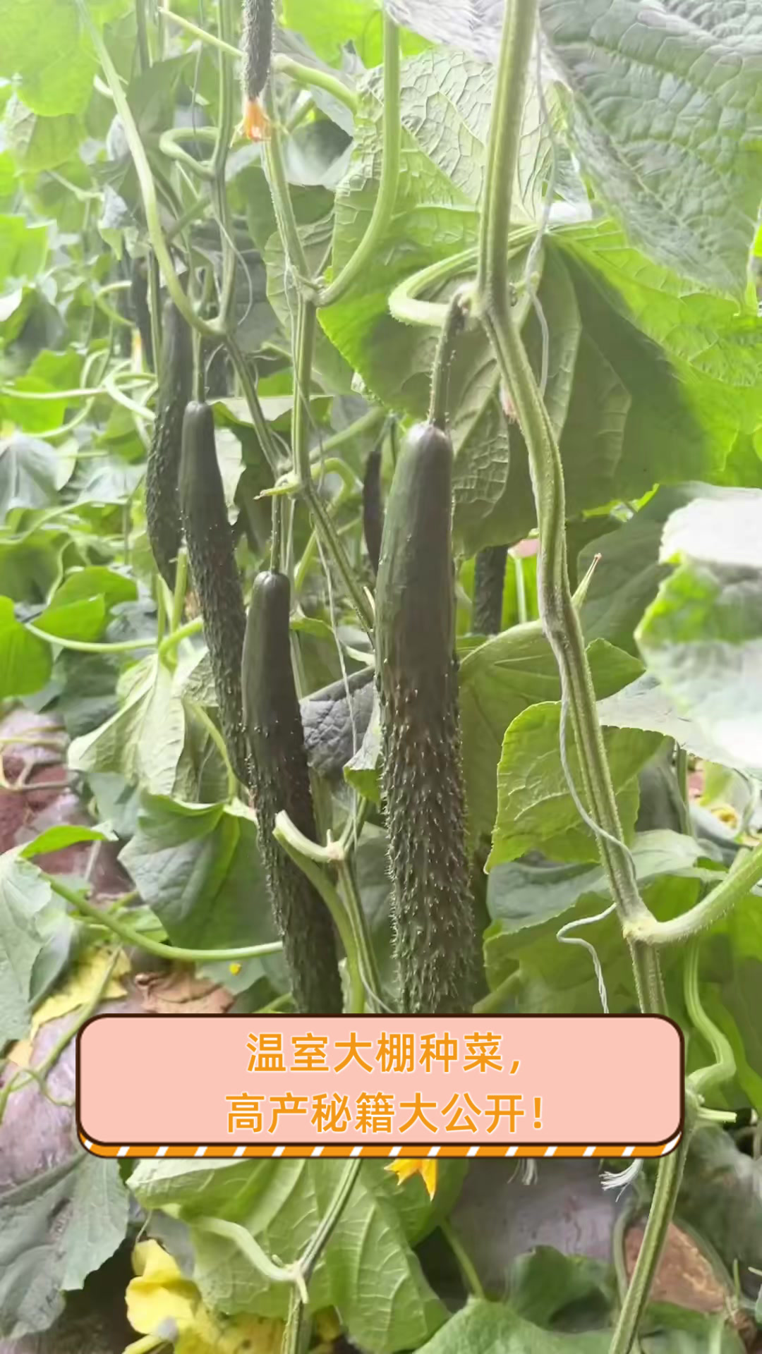温室大棚种菜，高产秘籍大公开！