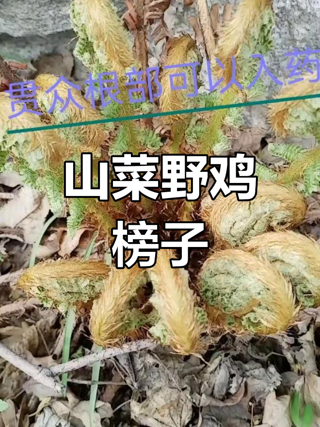 野鸡榜子:山间美味,根部像菠萝的牛毛广