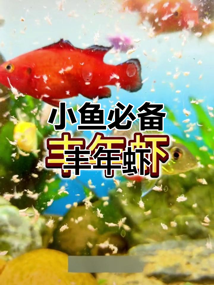 丰年虾从小到大都能喂，新升级液体保鲜更方便