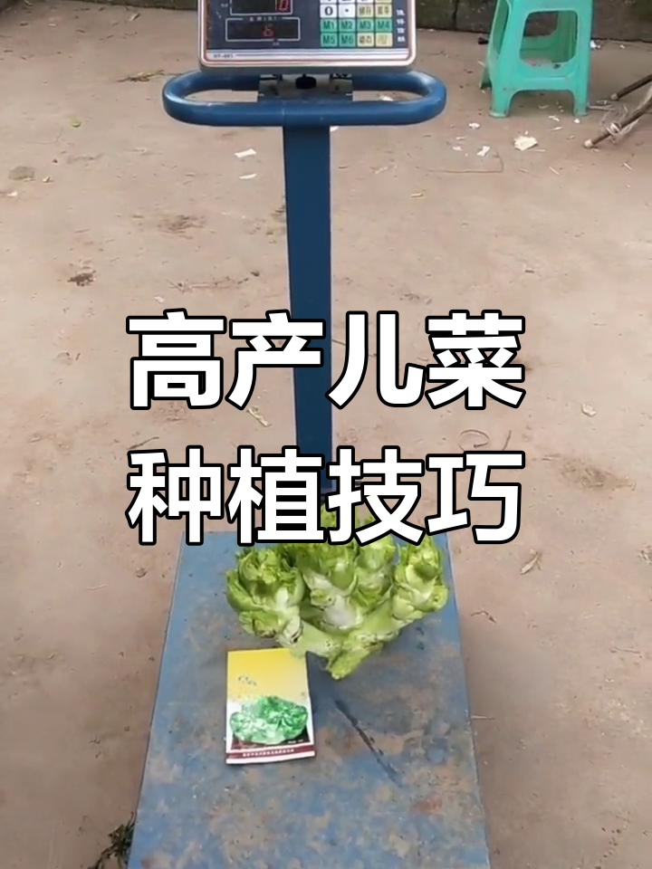 阳台大棚种儿菜,早生贵子高产量