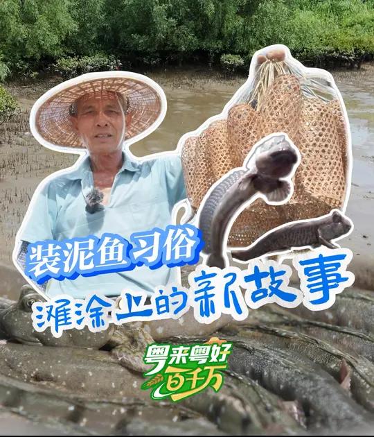 国家级非遗“装泥鱼习俗”在珠海斗门乾务镇已流传 250 多年,潮水退去,湿地泥泞间泥鱼游动