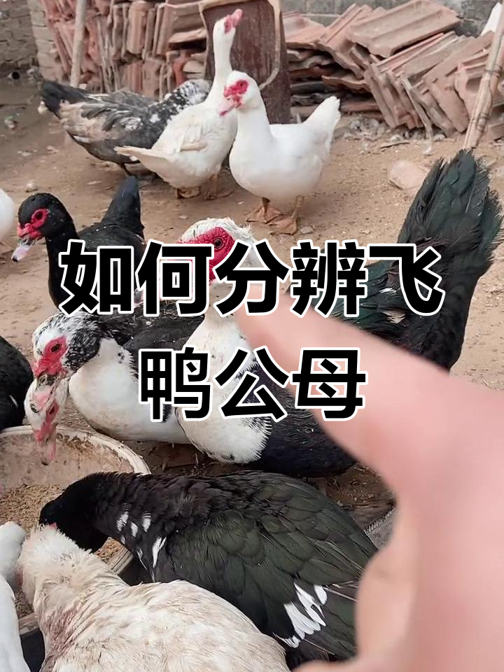 番鸭公母辨别技巧,一看就懂!