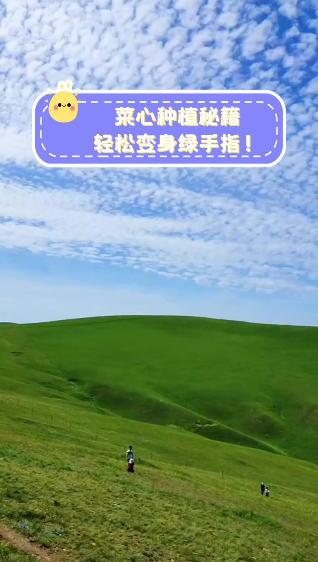 菜心种植秘籍,轻松变身绿手指!