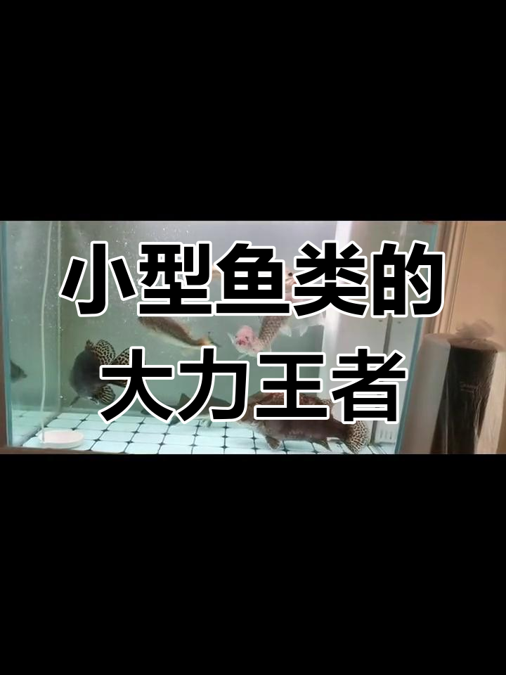 军鱼:淡水中的力量之王