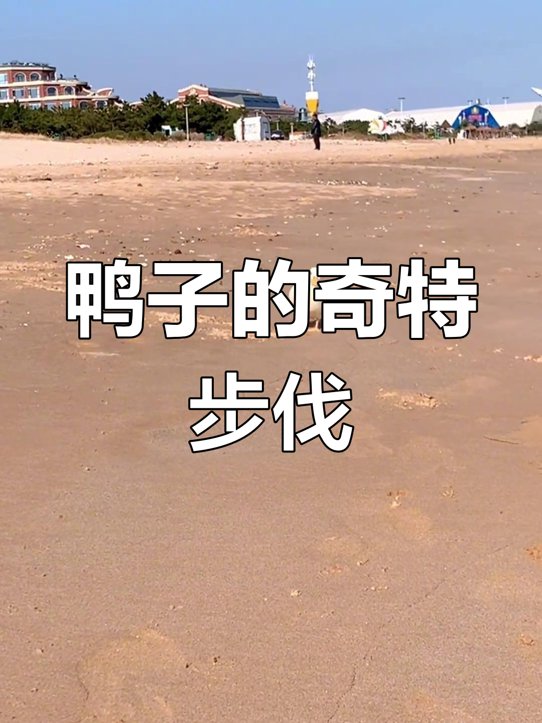 鸭子走路姿势太奇葩,还能这样活?