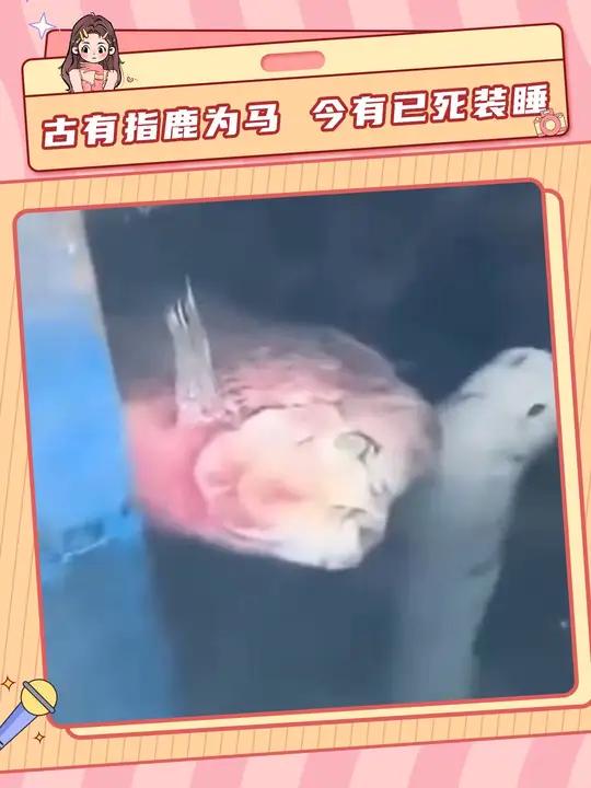 鱼:你们这群冷漠无情的人,我永远都不会原谅你们