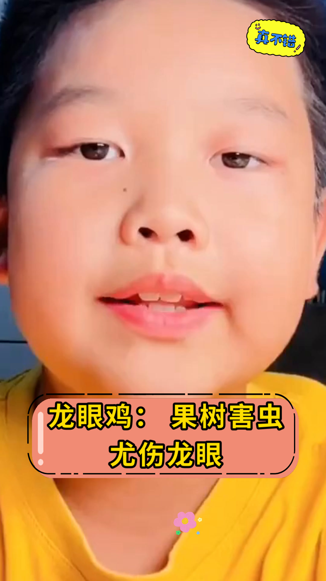 龙眼鸡:果树害虫尤伤龙眼