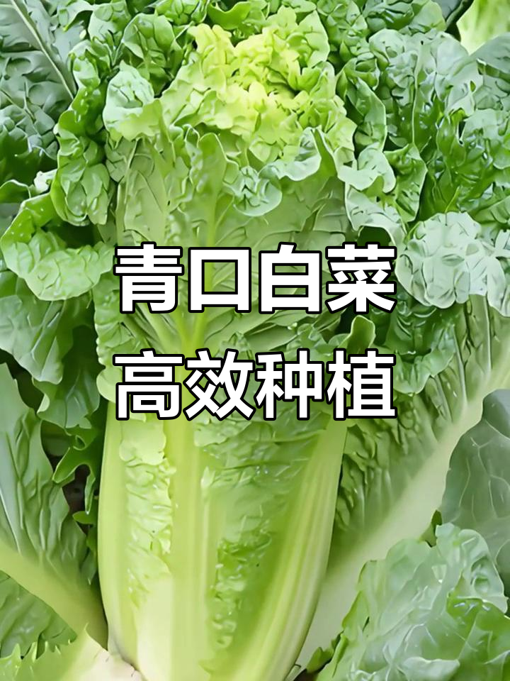 青口白菜种植技巧：从时间到管理全解析