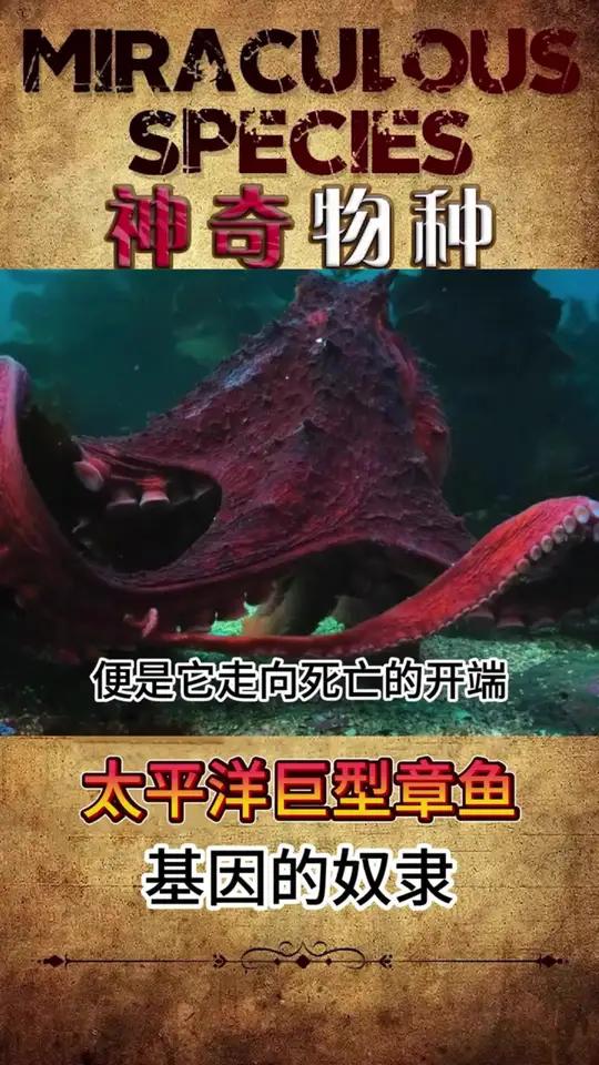 基因的奴隶——太平洋巨型章鱼 事实证明,在强大的力量也抵不过基因的作用