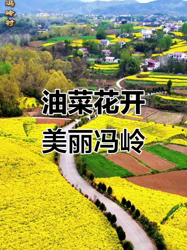 洋县冯岭村油菜花海，航拍美景尽收眼底