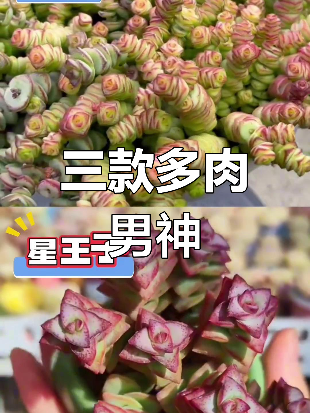多肉界三大美男子,你最喜欢哪一款?