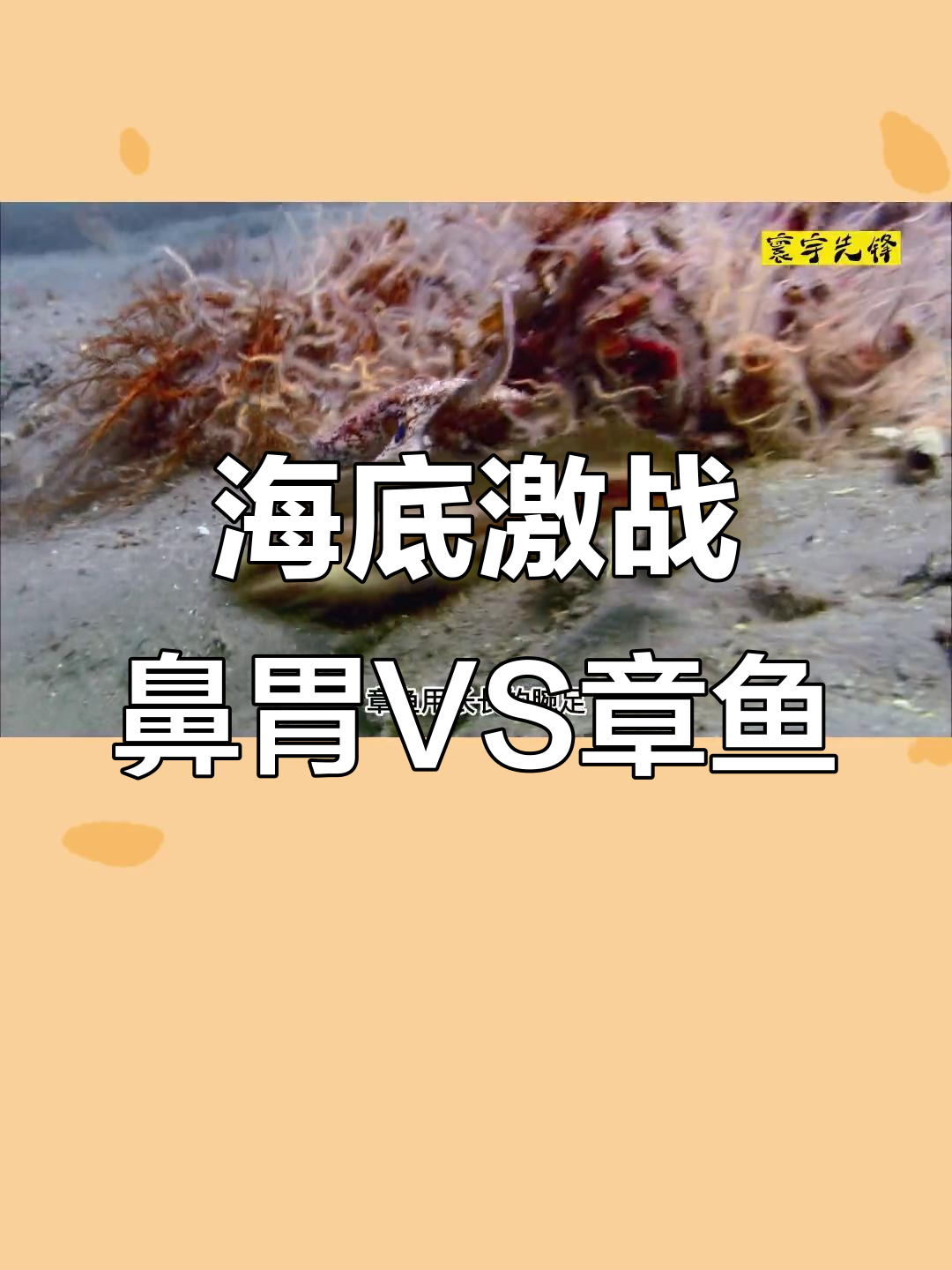 鼻鳚:海底斗法,章鱼与水怪争地盘