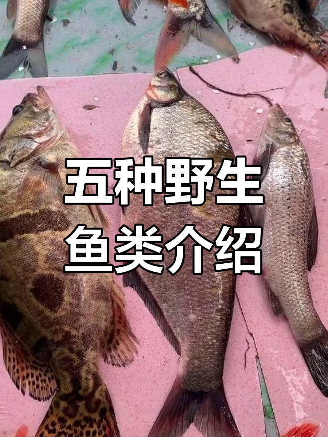 乌苏里江五种名鱼全解析