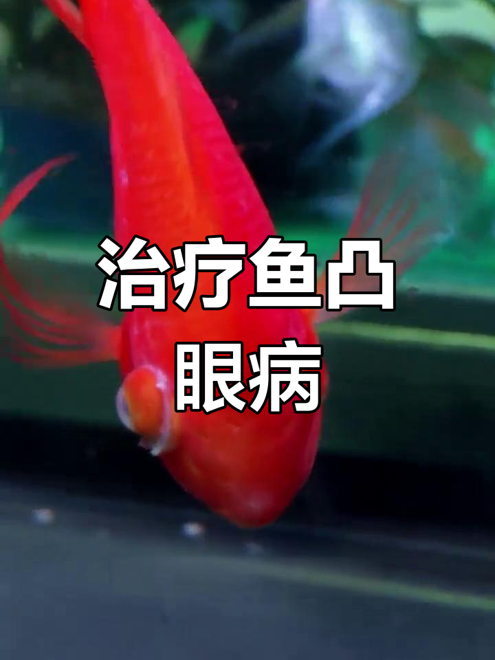 鱼病治疗:如何应对凸眼症