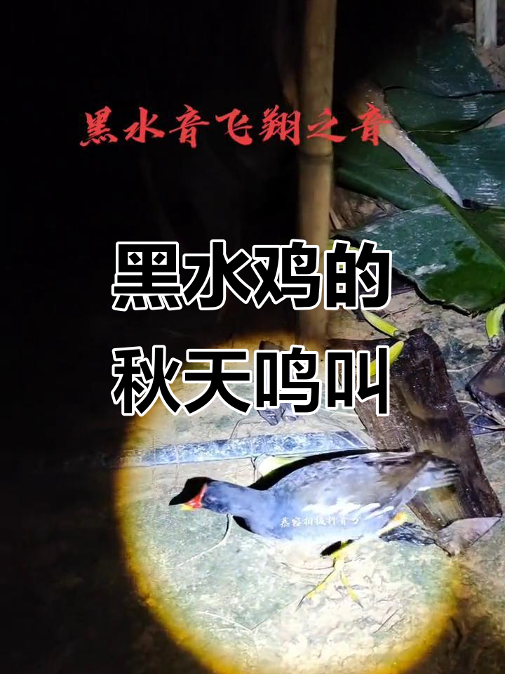 秋天的黑水鸡叫声,清脆悦耳,仿佛在奏响自然的乐章