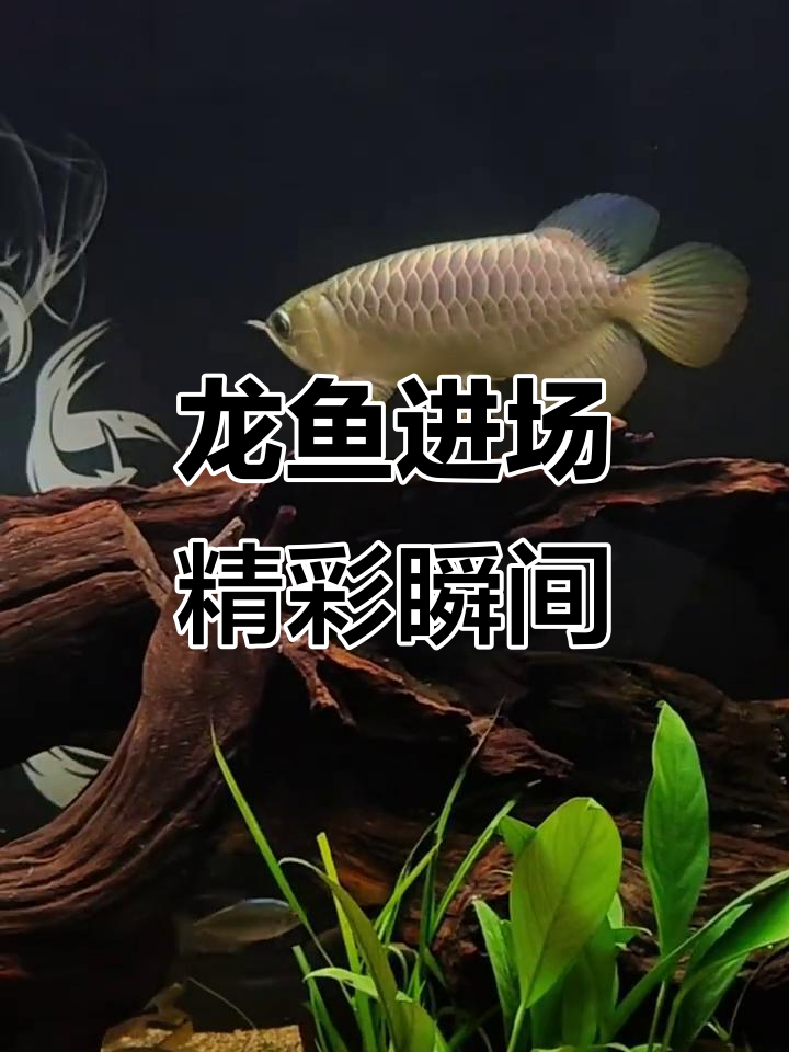 金龙鱼混养大揭秘,生态缸中的主角登场