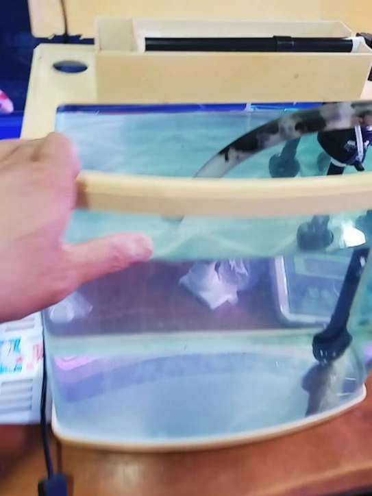 这种小缸伴随客户10年,再次维修还能使用,你猜这是什么牌子?#养鱼经验分享 #鱼缸制作 #