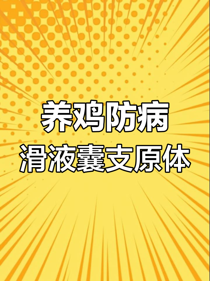 滑液囊支原体防治全攻略，养鸡必看！