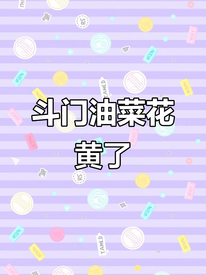 珠海斗门乌石村油菜花田,拍照打卡必去!