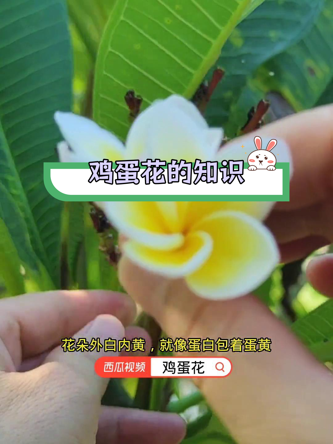 鸡蛋花的独特魅力与药用价值