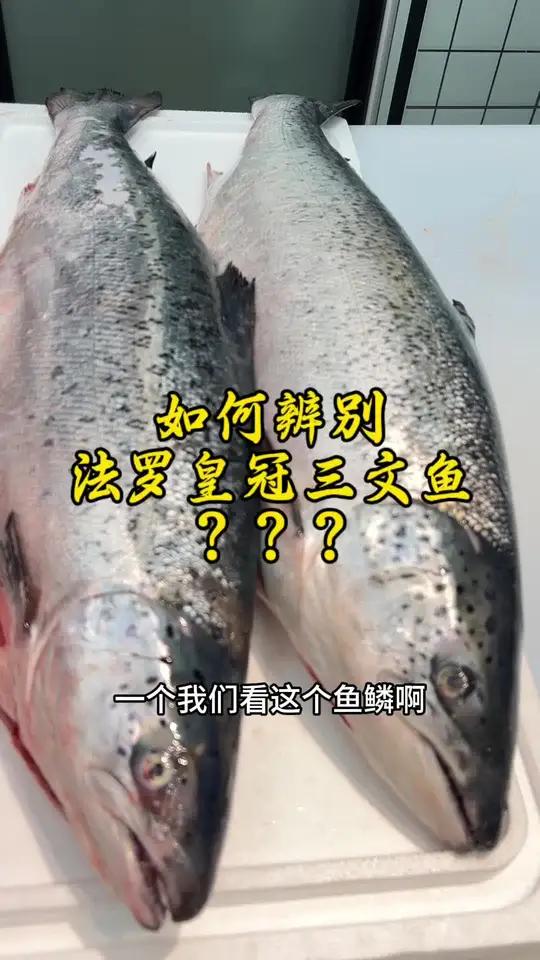 三招教你如何分辨真假法罗皇冠三文鱼!以后再也不怕买到假货了!