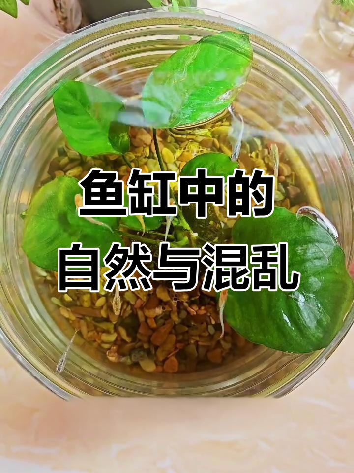 绿藻让鱼缸增添生机,有人爱之,也有人嫌其杂乱