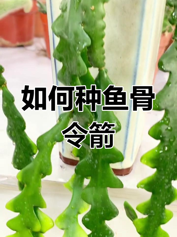 鱼骨令箭种植全攻略