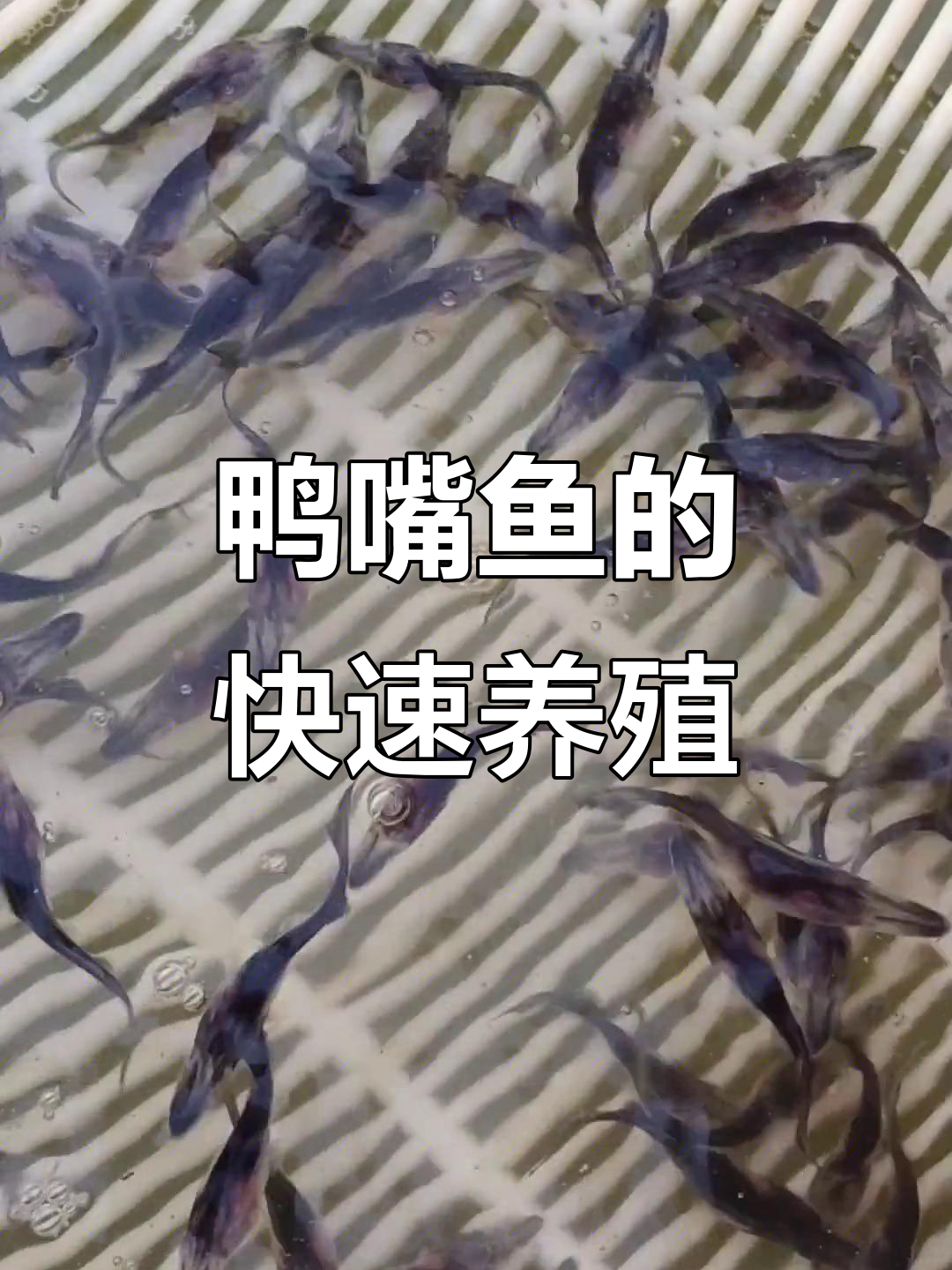 鸭嘴鱼养殖技巧:普通池塘与大水库皆可,生长迅速