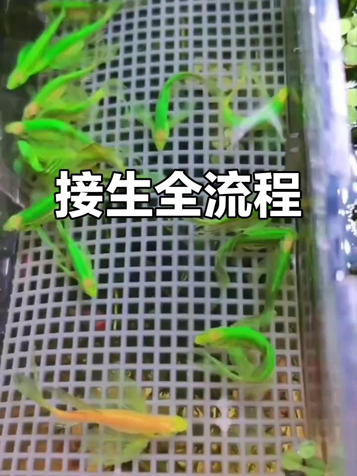 繁殖蝶翼斑马鱼,从接卵到孵化全攻略