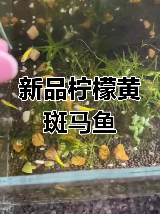 黄色斑马鱼的新品种,色彩丰富