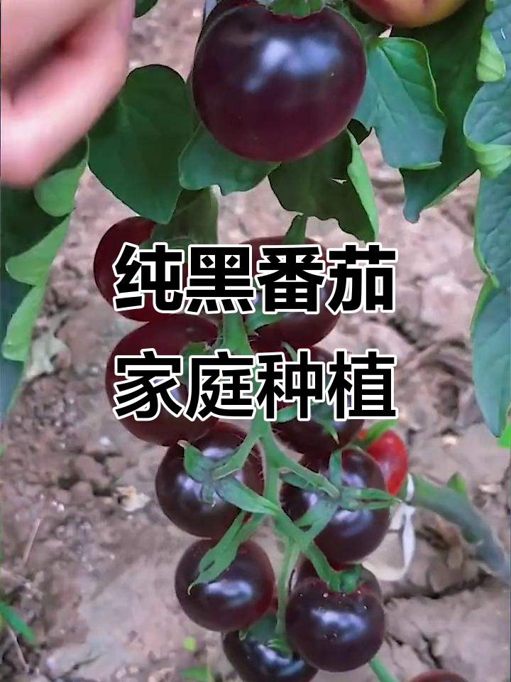 黑番茄，皮薄汁多超甜！阳台小院轻松种
