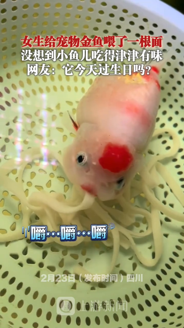 女生给宠物金鱼喂了一根面 没想到小鱼儿吃得津津有味