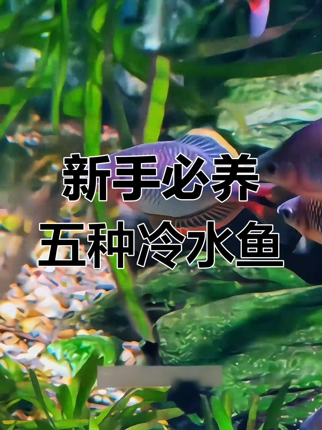 五种最适合新手养的冷水鱼,轻松入门无需担心