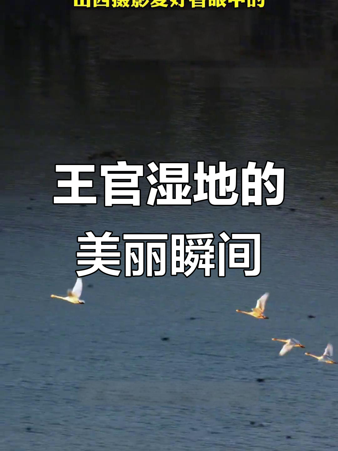 11月18日：山西摄友眼中三门峡王官湿地的水林天鹅之融